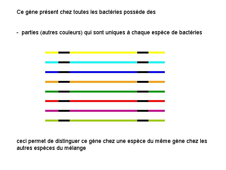 Ce gène présent chez toutes les bactéries possède des - parties (autres couleurs) qui