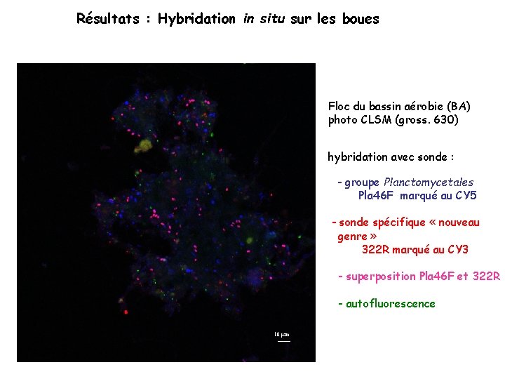 Résultats : Hybridation in situ sur les boues Floc du bassin aérobie (BA) photo