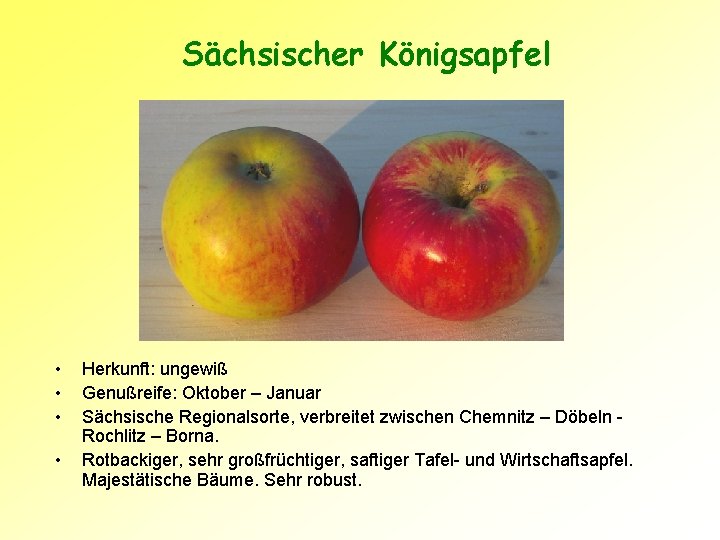 Sächsischer Königsapfel • • Herkunft: ungewiß Genußreife: Oktober – Januar Sächsische Regionalsorte, verbreitet zwischen