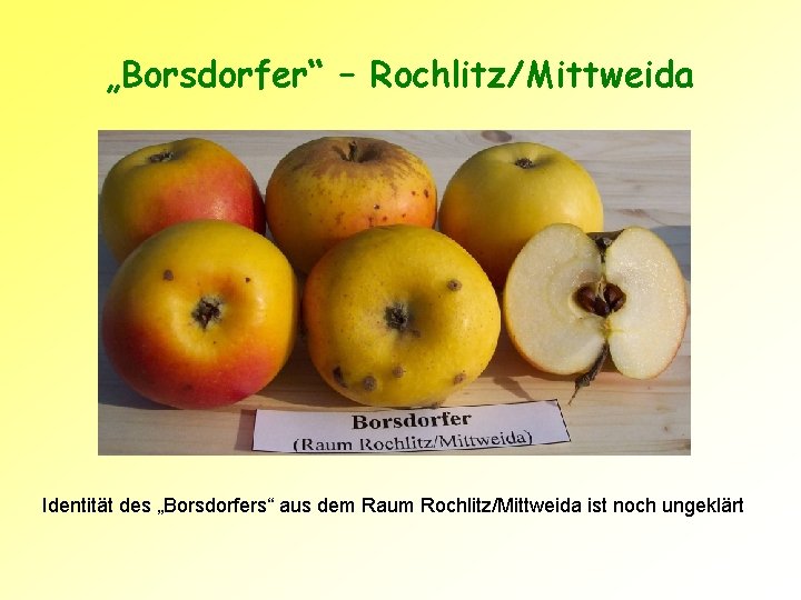 „Borsdorfer“ – Rochlitz/Mittweida Identität des „Borsdorfers“ aus dem Raum Rochlitz/Mittweida ist noch ungeklärt 