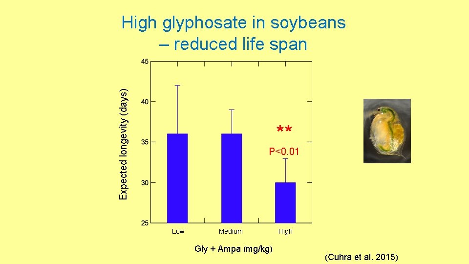 Expected longevity (days) High glyphosate in soybeans – reduced life span ** P<0. 01