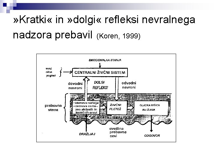 » Kratki « in » dolgi « refleksi nevralnega nadzora prebavil (Koren, 1999) 