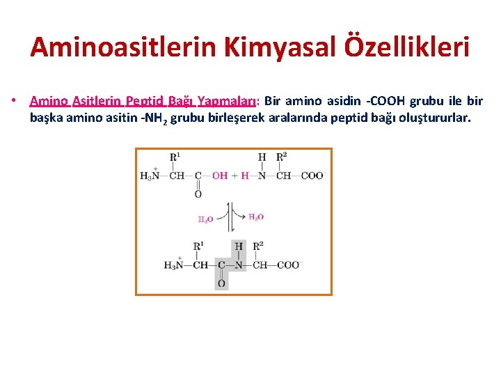 Aminoasitlerin Kimyasal Özellikleri • Amino Asitlerin Peptid Bağı Yapmaları: Bir amino asidin -COOH grubu