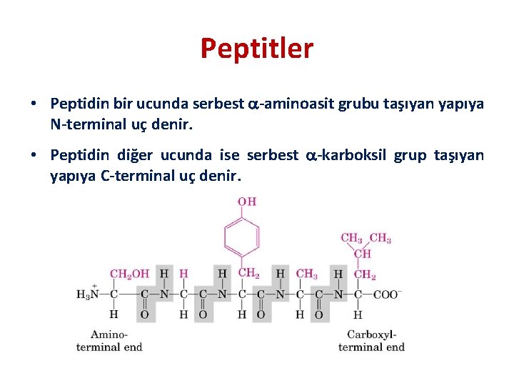 Peptitler • Peptidin bir ucunda serbest -aminoasit grubu taşıyan yapıya N-terminal uç denir. •
