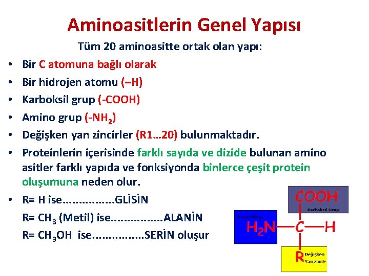 Aminoasitlerin Genel Yapısı • • Tüm 20 aminoasitte ortak olan yapı: Bir C atomuna