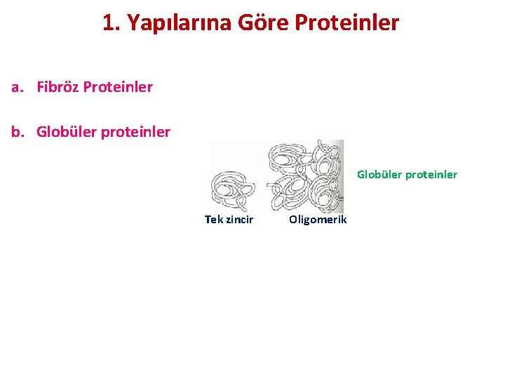 1. Yapılarına Göre Proteinler a. Fibröz Proteinler b. Globüler proteinler Tek zincir Oligomerik 