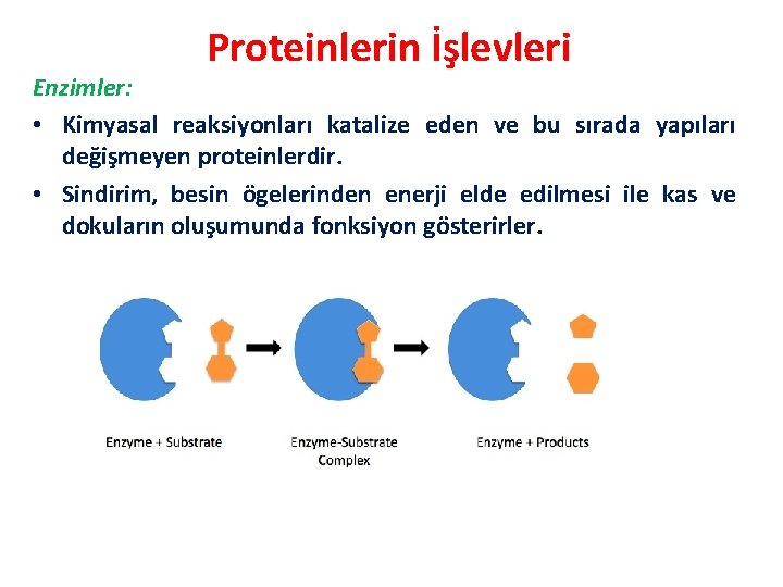 Proteinlerin İşlevleri Enzimler: • Kimyasal reaksiyonları katalize eden ve bu sırada yapıları değişmeyen proteinlerdir.