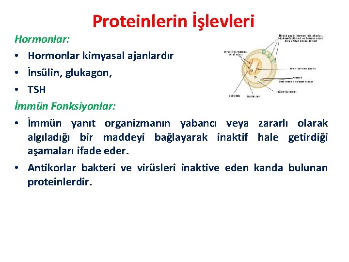 Proteinlerin İşlevleri Hormonlar: • Hormonlar kimyasal ajanlardır • İnsülin, glukagon, • TSH İmmün Fonksiyonlar: