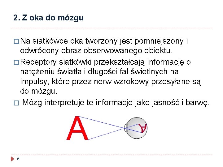 2. Z oka do mózgu � Na siatkówce oka tworzony jest pomniejszony i odwrócony