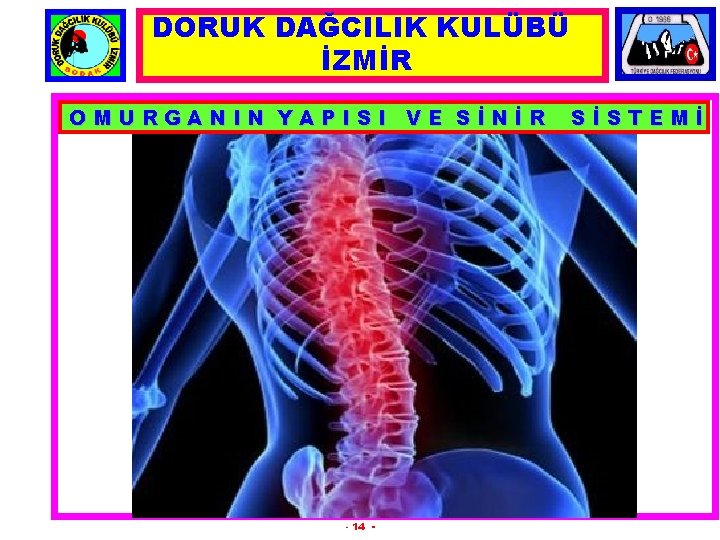 DORUK DAĞCILIK KULÜBÜ İZMİR OMURGANIN YAPISI VE SİNİR - 14 - SİSTEMİ 