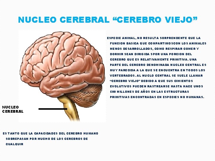 NUCLEO CEREBRAL “CEREBRO VIEJO” ESPECIE ANIMAL, NO RESULTA SORPRENDENTE QUE LA FUNCION BASICA QUE