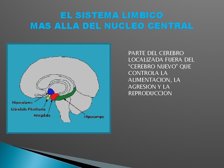 EL SISTEMA LIMBICO MAS ALLA DEL NUCLEO CENTRAL PARTE DEL CEREBRO LOCALIZADA FUERA DEL