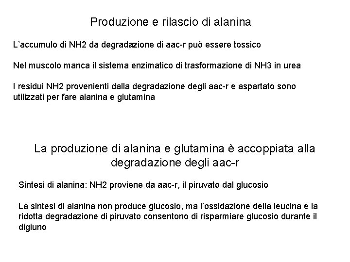 Produzione e rilascio di alanina L’accumulo di NH 2 da degradazione di aac-r può