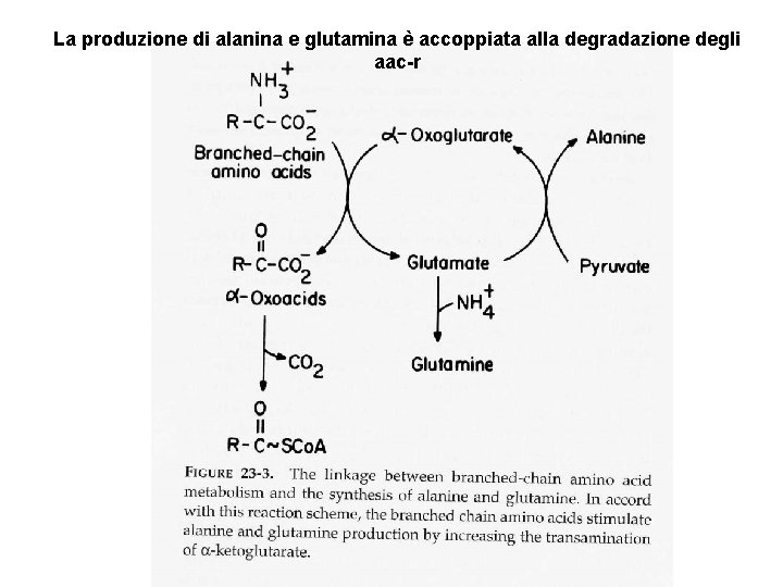 La produzione di alanina e glutamina è accoppiata alla degradazione degli aac-r 