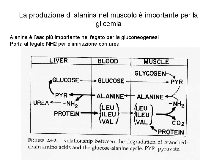 La produzione di alanina nel muscolo è importante per la glicemia Alanina è l’aac