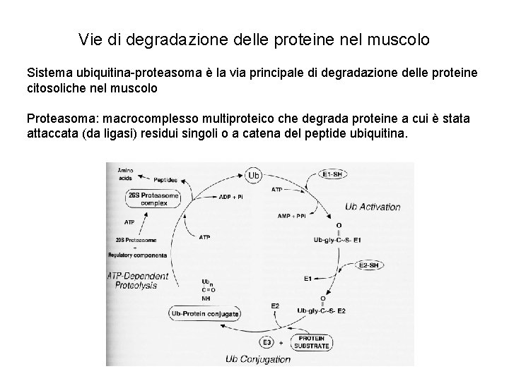 Vie di degradazione delle proteine nel muscolo Sistema ubiquitina-proteasoma è la via principale di