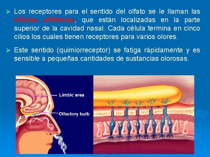 Ø Los receptores para el sentido del olfato se le llaman las células olfatorias,