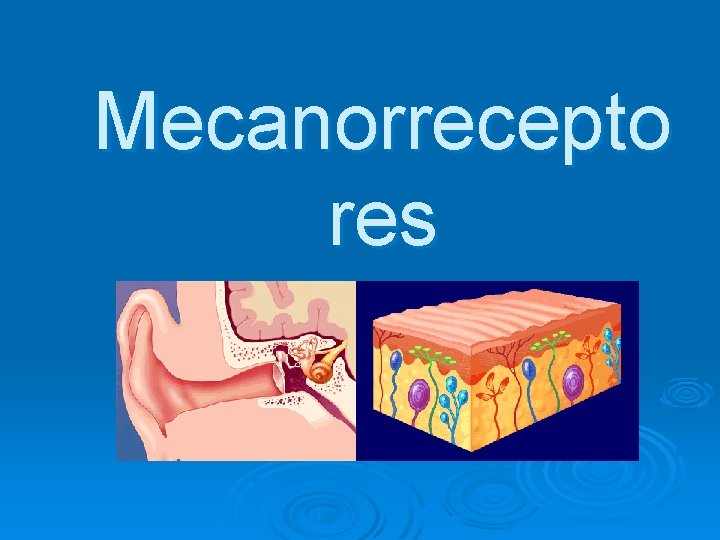 Mecanorrecepto res 