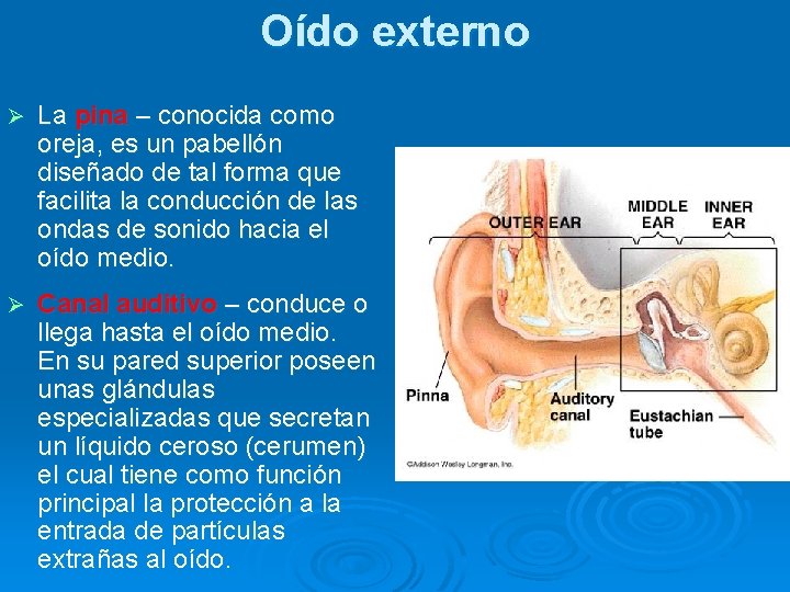 Oído externo Ø La pina – conocida como oreja, es un pabellón diseñado de