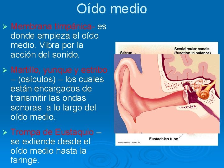 Oído medio Ø Membrana timpánica- es donde empieza el oído medio. Vibra por la