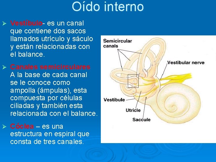Oído interno Ø Vestíbulo- es un canal que contiene dos sacos llamados utrículo y