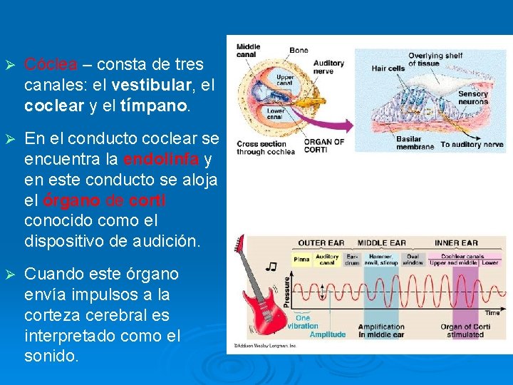 Ø Cóclea – consta de tres canales: el vestibular, el coclear y el tímpano.