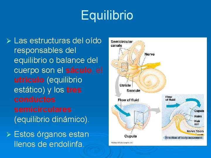 Equilibrio Ø Las estructuras del oído responsables del equilibrio o balance del cuerpo son