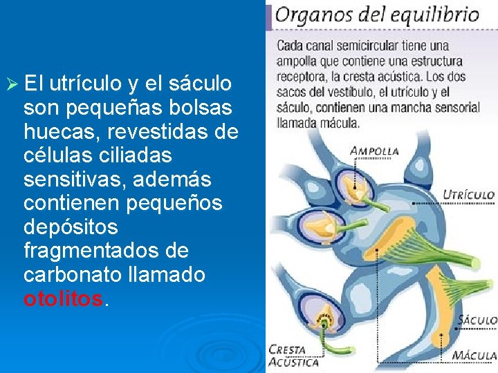 Ø El utrículo y el sáculo son pequeñas bolsas huecas, revestidas de células ciliadas