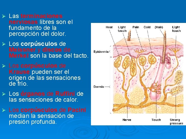 Ø Las terminaciones nerviosas libres son el fundamento de la percepción del dolor. Ø