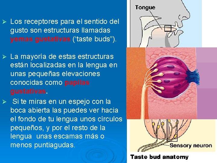 Ø Los receptores para el sentido del gusto son estructuras llamadas yemas gustativas (‘taste