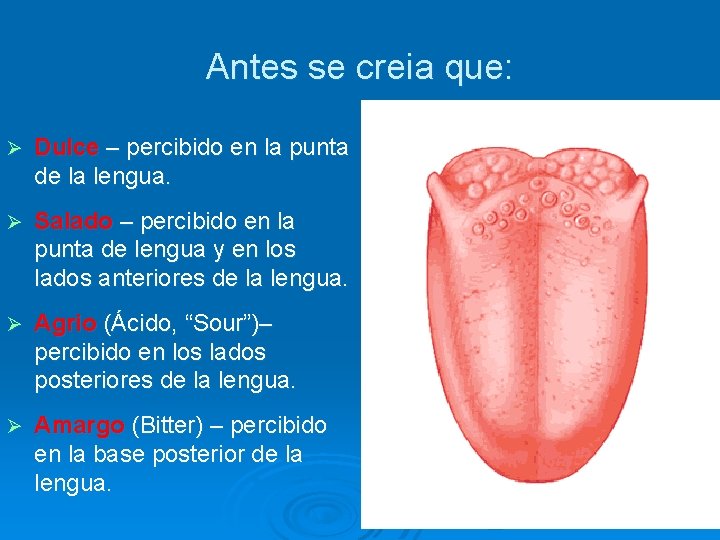 Antes se creia que: Ø Dulce – percibido en la punta de la lengua.