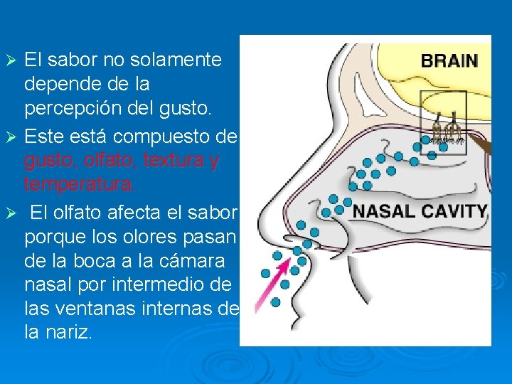 El sabor no solamente depende de la percepción del gusto. Ø Este está compuesto