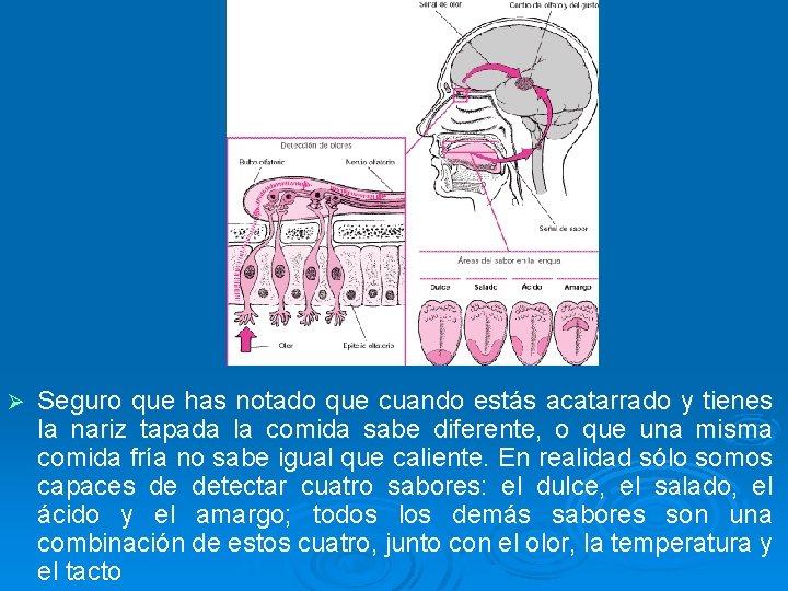 Ø Seguro que has notado que cuando estás acatarrado y tienes la nariz tapada