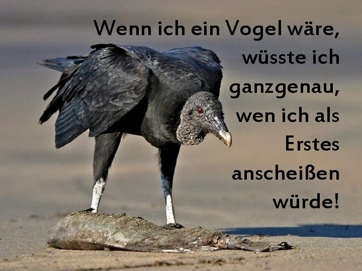 Wenn ich ein Vogel wäre, wüsste ich ganzgenau, wen ich als Erstes anscheißen würde!