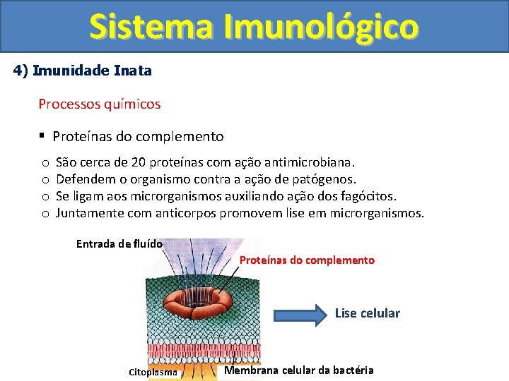Sistema Imunológico 4) Imunidade Inata Processos químicos § Proteínas do complemento o o São