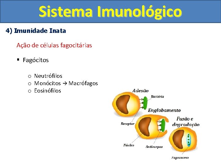 Sistema Imunológico 4) Imunidade Inata Ação de células fagocitárias § Fagócitos o Neutrófilos o