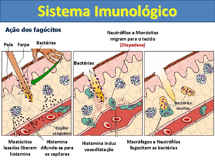 Sistema Imunológico Ação dos fagócitos Pele Farpa Neutrófilos e Monócitos migram para o tecido