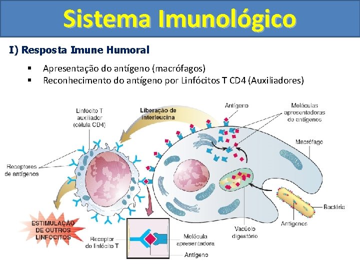 Sistema Imunológico I) Resposta Imune Humoral § § Apresentação do antígeno (macrófagos) Reconhecimento do