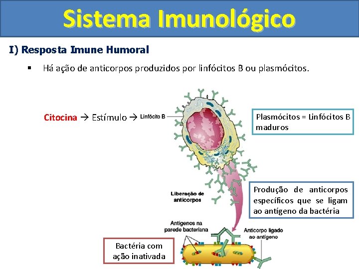 Sistema Imunológico I) Resposta Imune Humoral § Há ação de anticorpos produzidos por linfócitos