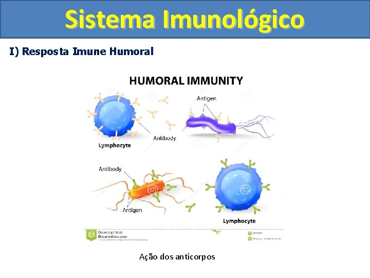 Sistema Imunológico I) Resposta Imune Humoral Ação dos anticorpos 