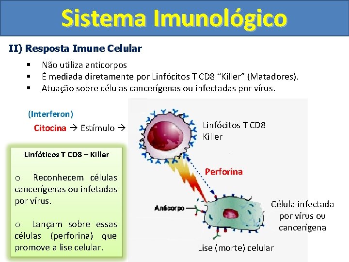 Sistema Imunológico II) Resposta Imune Celular § § § Não utiliza anticorpos É mediada