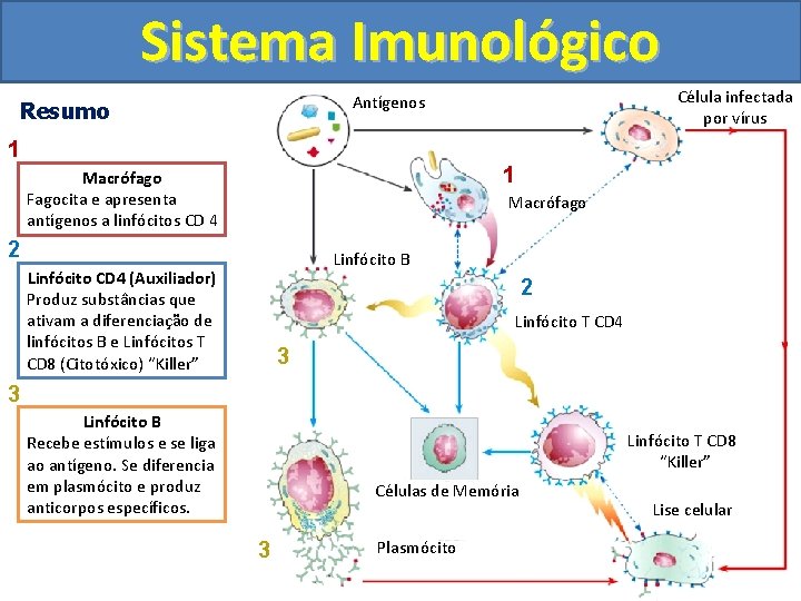 Sistema Imunológico Célula infectada por vírus Antígenos Resumo 1 1 Macrófago Fagocita e apresenta