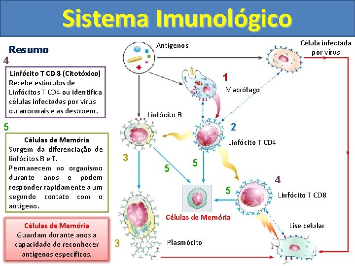 Sistema Imunológico Célula infectada por vírus Antígenos Resumo 4 Linfócito T CD 8 (Citotóxico)