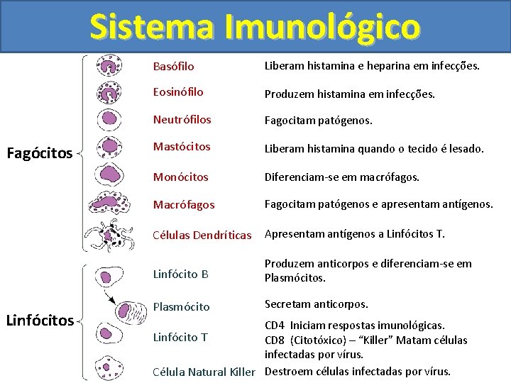 Sistema Imunológico Fagócitos Linfócitos Basófilo Liberam histamina e heparina em infecções. Eosinófilo Produzem histamina