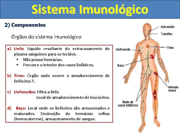 Sistema Imunológico 2) Componentes Adenóide Tonsilas Órgãos do sistema imunológico a) Linfa: Líquido resultante
