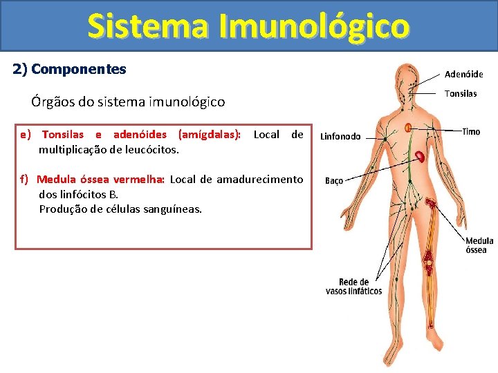 Sistema Imunológico 2) Componentes Adenóide Tonsilas Órgãos do sistema imunológico e) Tonsilas e adenóides