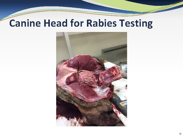 Canine Head for Rabies Testing 12 