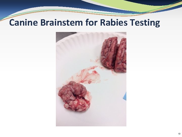 Canine Brainstem for Rabies Testing 13 