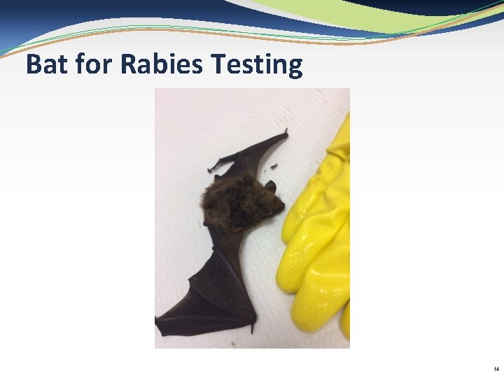 Bat for Rabies Testing 14 