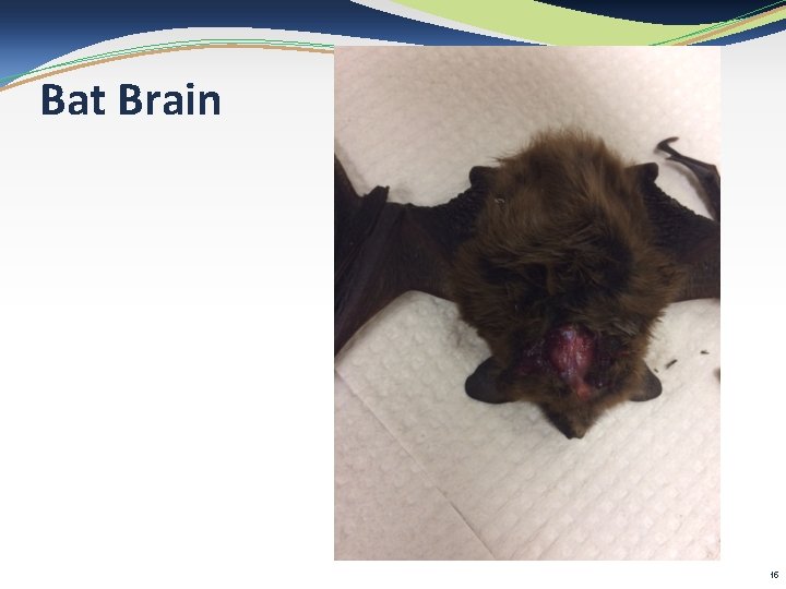 Bat Brain 15 